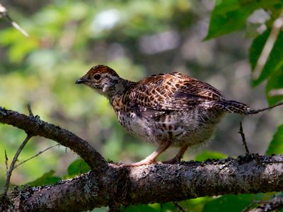 ttras du canada - spruce grouse
