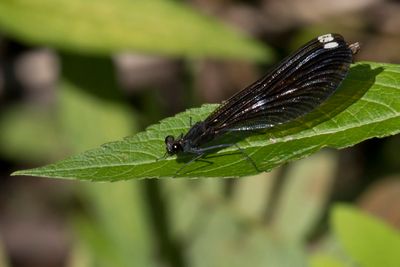 Caloptryx Bistr - Ebony jewelwing - Calopteryx maculata