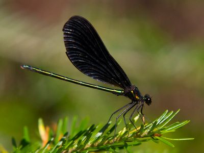 Caloptryx Bistr - Ebony jewelwing - Calopteryx maculata