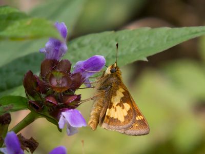 Hesprie de Peck - Peck skipper - Polites peckius