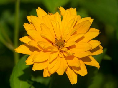 Heliopsis faux helianthe - False Sunflower - Heliopsis helianthoides