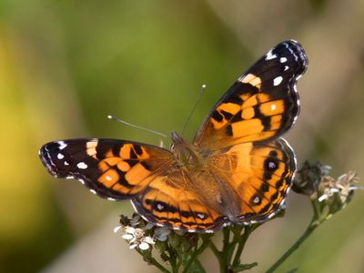 vanesse de virginie - American Lady - Vanessa virginiensis