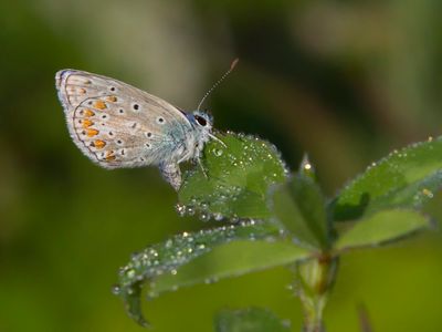 argus bleu - common blue butterfly -Polyommatus icarus