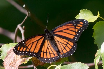 vice-roi -  viceroy - Limenitis archippus