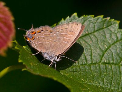 Porte-queue  Bandes Brises - striped hairstreak - Satyrium liparops