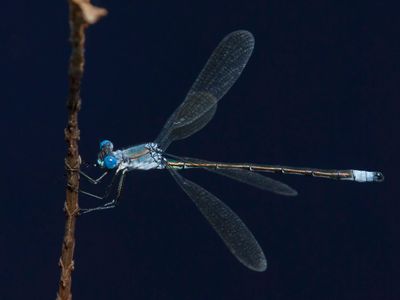 Leste Tardif - spotted spreadwing - Lestes congener