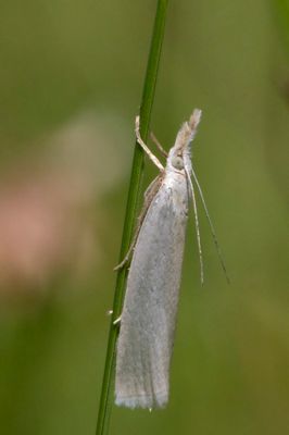 Crambus Perl -  Immaculate Grass-veneer Moth - Crambus perlella (5343)