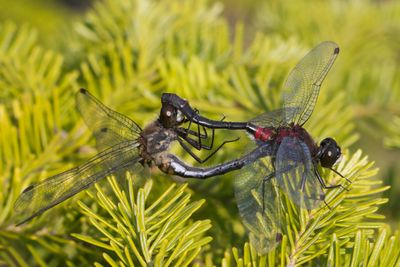 Leucorrhine Glaciale - crimson-ringed whiteface - Leucorrhinia glacialis