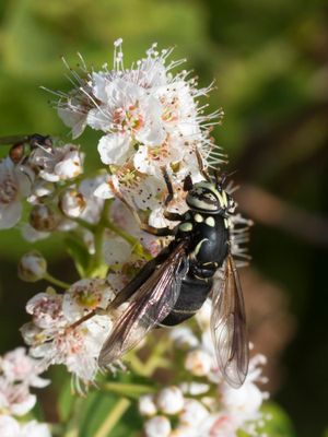 Spilomyia fusca - Bald-faced Hornet Fly