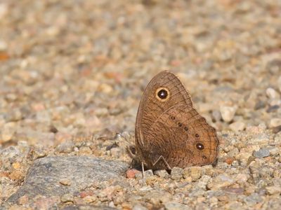 Satyre des Prs - common wood-nymph - Cercyonis pegala