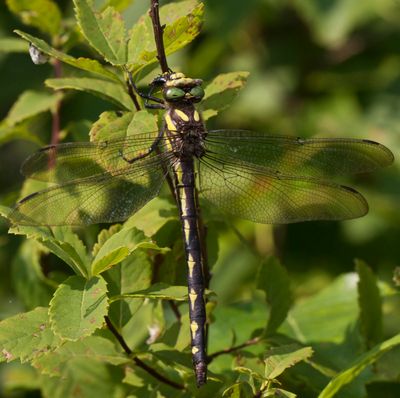 Cordulgastre Aux Yeux Spars - delta-spotted spiketail - Cordulegaster diastatops