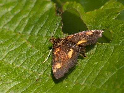 orange mint moth -Pyrausta orphisalis 5058