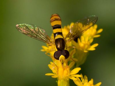 Sphaerophoria philanthus