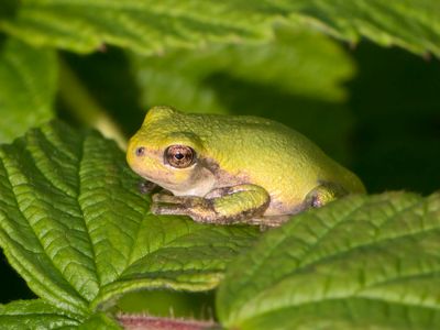 Rainette Versicolore - gray treefrog - Hyla versicolor