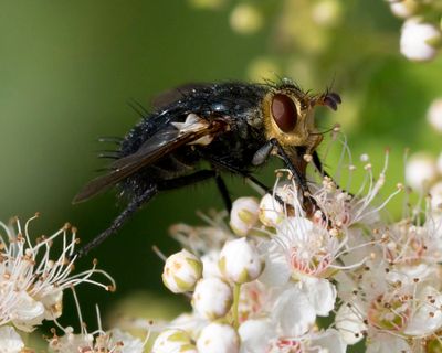 Archytas metallicus fly