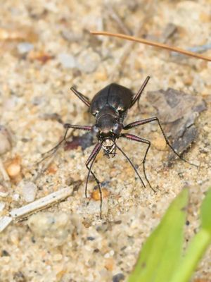 Cicindle Ponctue - Punctured tiger beetle - Cicindela punctulata