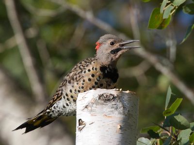 pic flamboyant - northern flicker