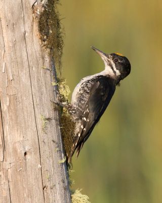 pic  dos noir - black backed woodpecker