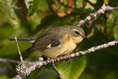 paruline bleu - black throated blue warbler
