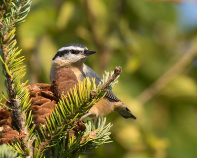 sittelle à poitrine rousse - red breasted nuthatch