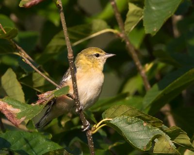 paruline à poitrine baie - bay breasted warbler