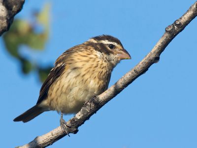 cardinal à poitrine rose - rose breasted grosbeak
