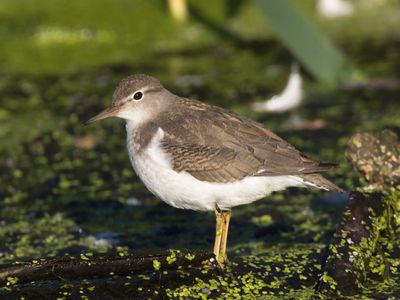 chevalier solitaire - solitary sandpiper