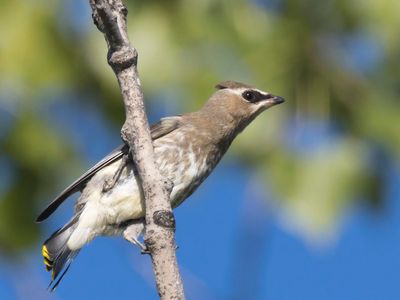 jaseur d amérique - cedar waxwing