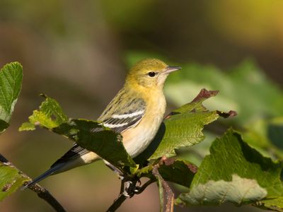 paruline à poitrine baie - bay breasted warbler