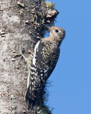 pic macul - yellow bellied sapsucker