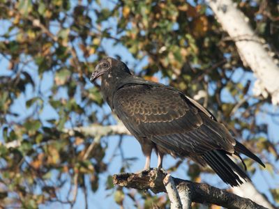 urubu  tte rouge - turkey vulture