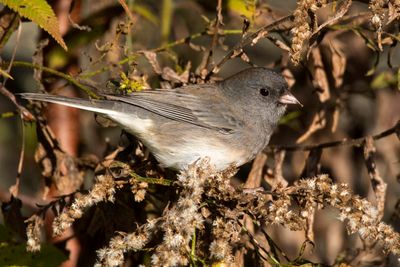 junco ardoisé - dark eyed junco