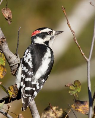 pic mineur - downy woodpecker