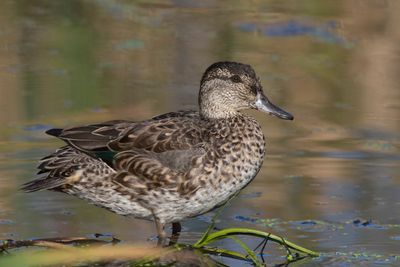 sarcelle d hiver - green winged teal