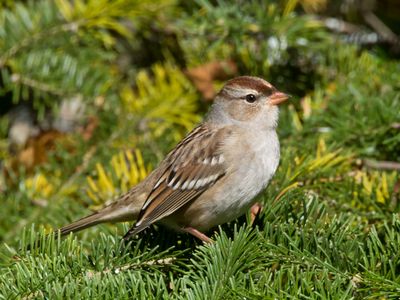 bruant à couronne blanche - white crowned sparrow