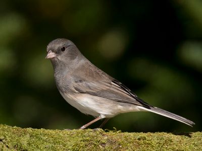 junco ardoisé - dark eyed junco