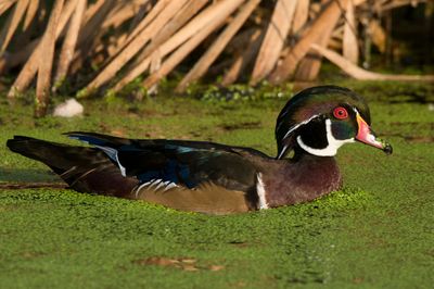 canard branchu - wood duck