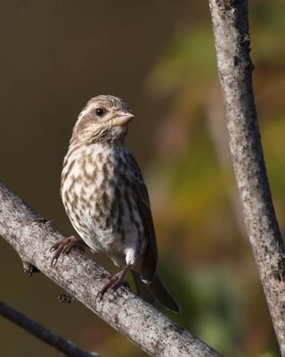roselin pourpré - purple finch