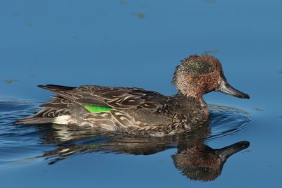 sarcelle d hiver - green winged teal