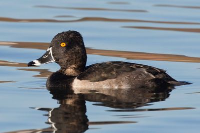 fuligule  collier - ring necked duck