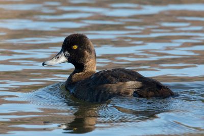 petit fuligule - lesser scaup