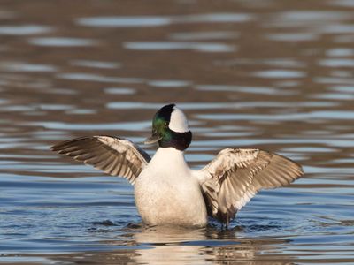 petit garrot - bufflehead