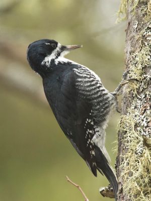 pic  dos noir - black backed woodpecker