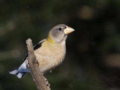 gros bec errant - evening grosbeak