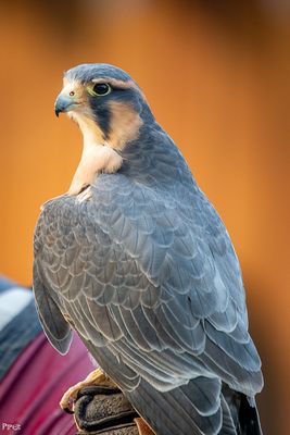 20250301-DSC_2037.jpg