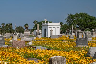 20250424-DSC_4415.jpg
