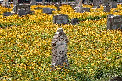 20250424-DSC_4420.jpg
