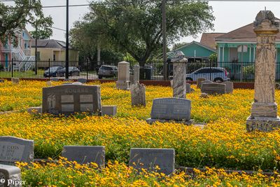 20250424-DSC_4422.jpg