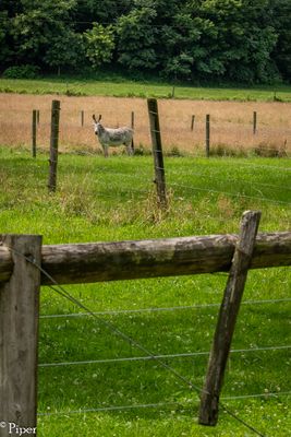 DSC_9414.jpg
