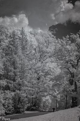 DSC_0157.jpg